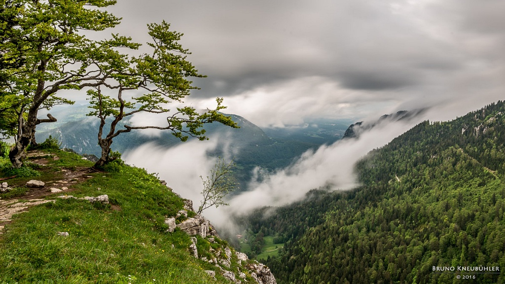 Trees'n'Fog