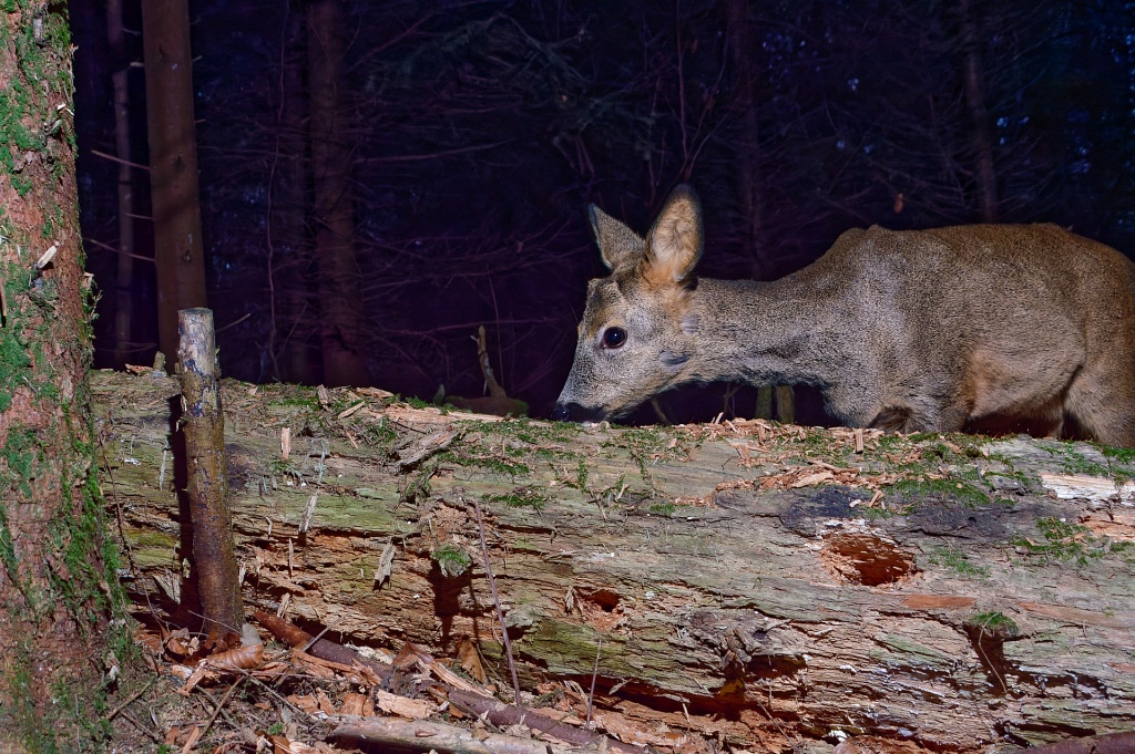 Tiere